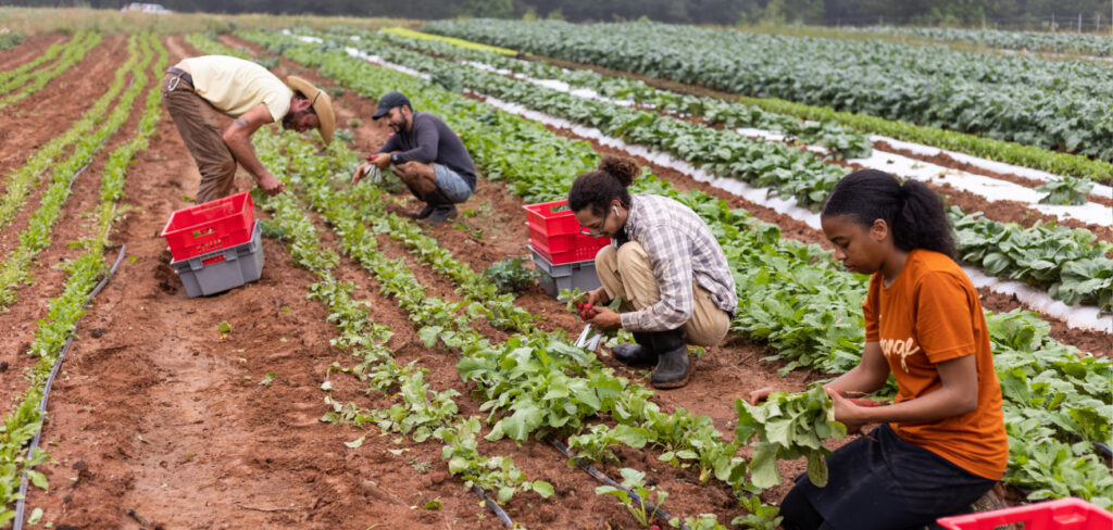 A Guide to Establishing a Successful Farming Business in Tanzania